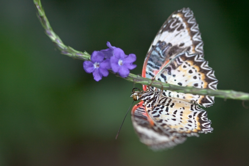 IMG_1094.jpg - Cethosia Biblis (Nymphalidae)