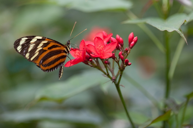 IMG_1098.jpg - heliconius Hecale (Hliconiidae)