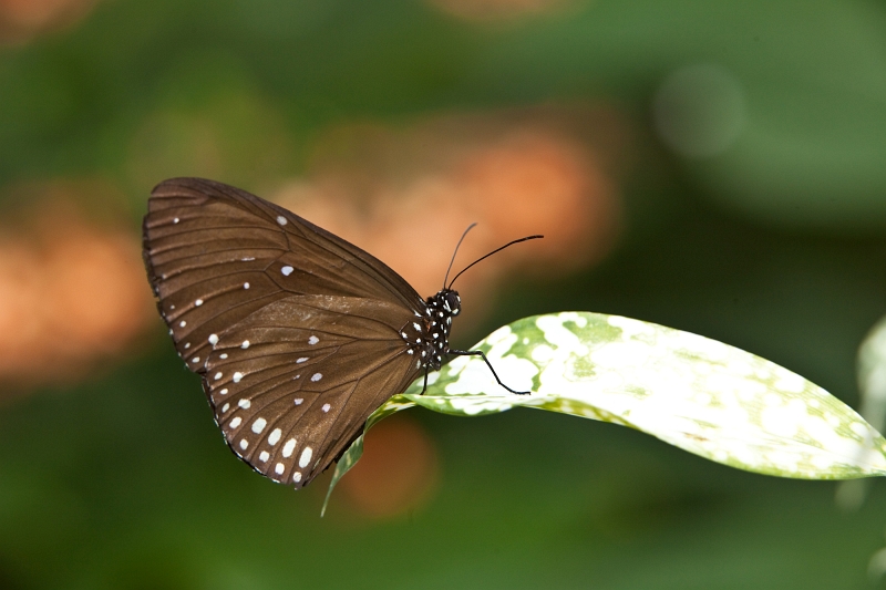 IMG_1139.jpg - Tirumala Septentrionis (nymphalidae)