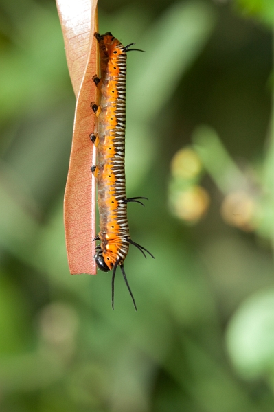 IMG_1153.jpg - Chenille Euploea modesta