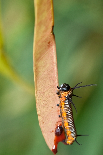 IMG_1154.jpg - Chenille Euploea modesta