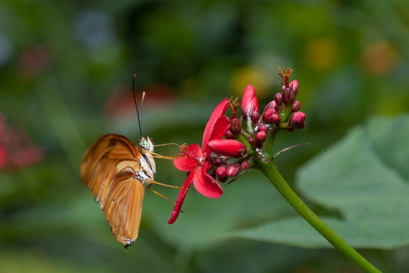IMG_1160.jpg - Dryas Julia (heliconiidae)