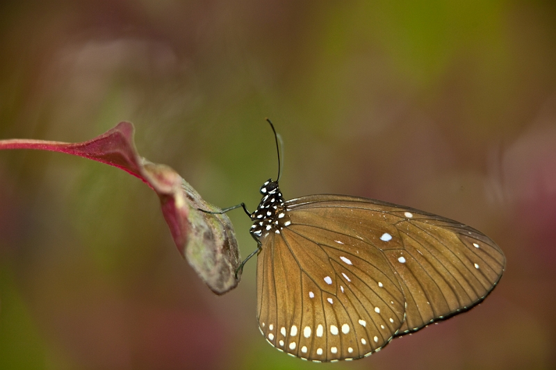 IMG_1170.jpg - Tirumala Septentrionis (nymphalidae)
