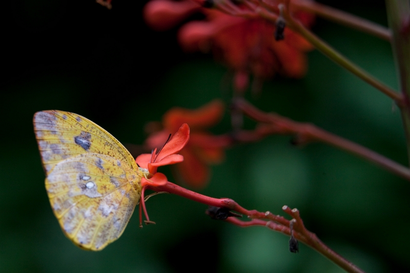 IMG_1186.jpg - Pieride