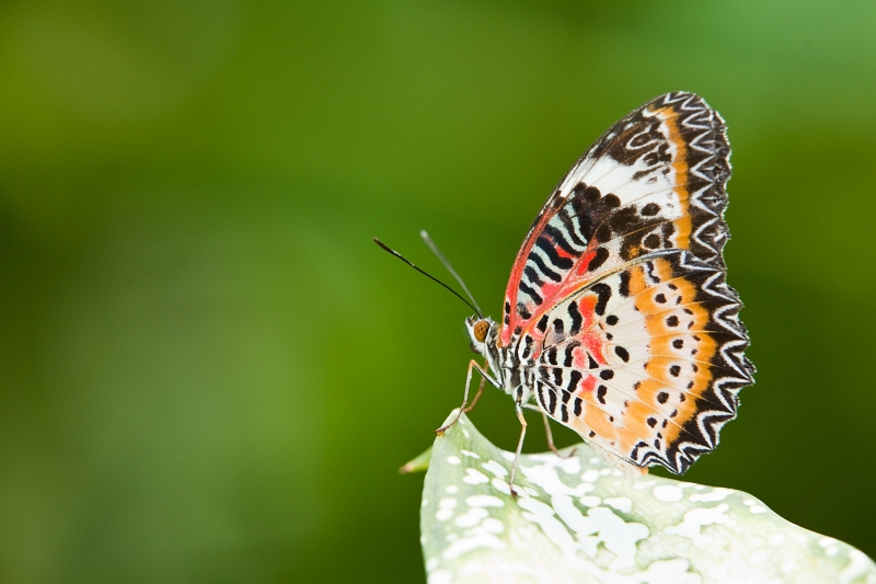 IMG_1197.jpg - Cethosia biblis