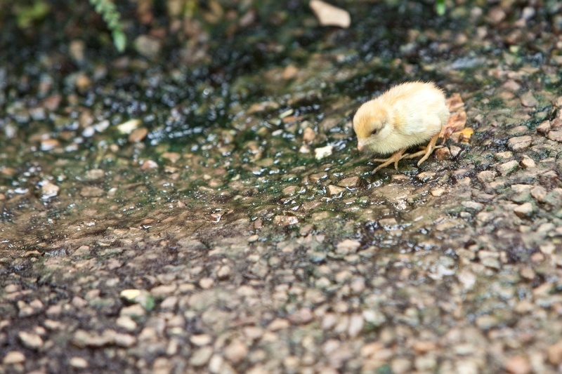 IMG_1210.jpg - petit poussin de caille (si j'ai bon souvenir, il est minuscule)
