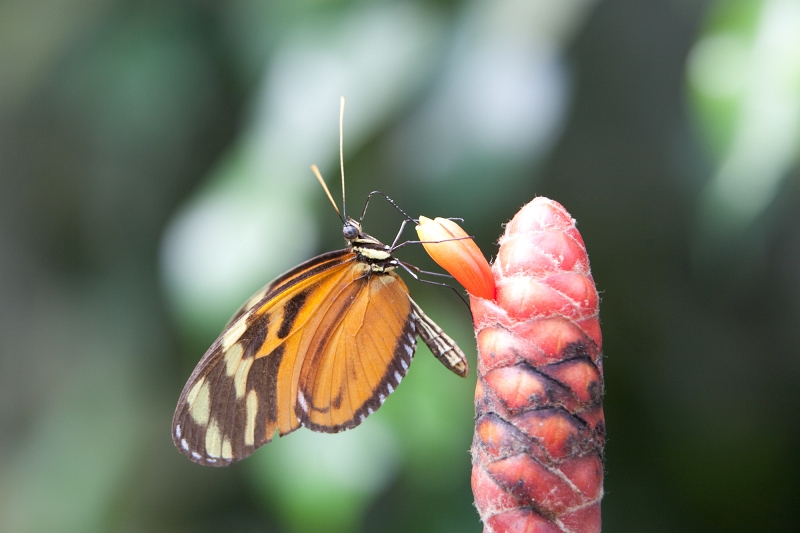 IMG_1236.jpg - Hypolimnas Misippus (Nymphalidae)