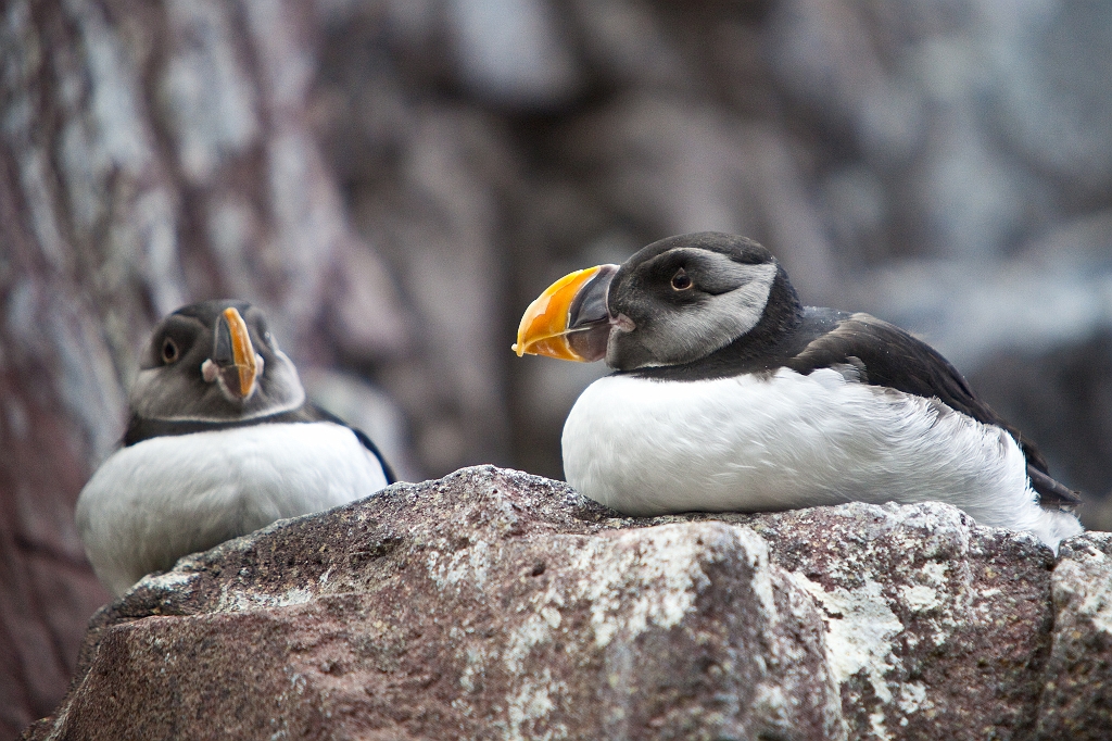 IMG_6786.jpg - Macareux moines, enfin j'en vois !