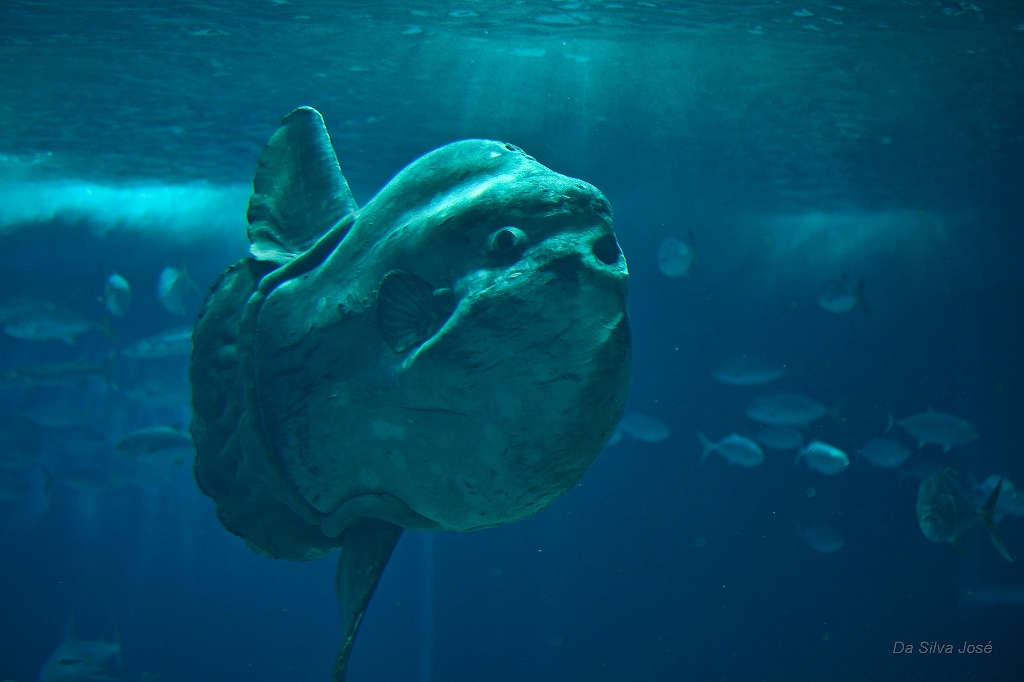 IMG_6905.jpg - Poisson Lune , j'en suis resté baba