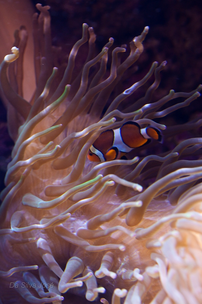 IMG_7354.jpg - non ce n'est pas le fond d'écran de l'iphone ce n'est que ma photo