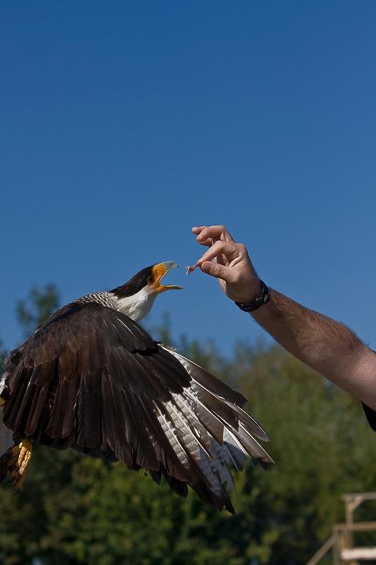 IMG_1431.jpg - la je m'en veux ! la photo a coupé la queu du cara cara ! dommage !