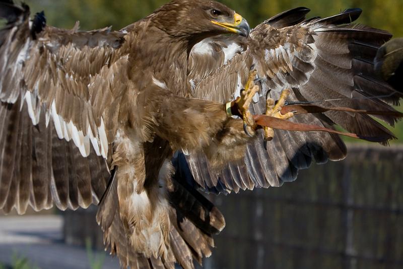 IMG_1463.jpg - Dommage coupée !