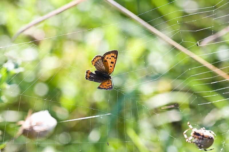 IMG_1728.jpg - Bon je l'ai sorti de la ! l'araignée avait déjà u ngros moustique à manger déjà emballé