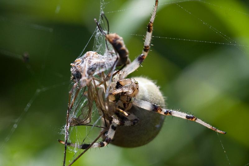 IMG_1746.jpg - après le spectacle une visite des champs alentours de la maison de l'oiseau