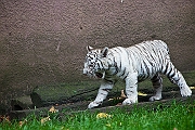 IMG_3225