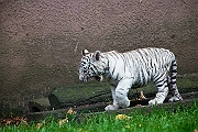 IMG_3227