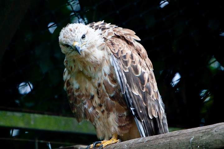 IMG_2530.jpg - Faucon sacré