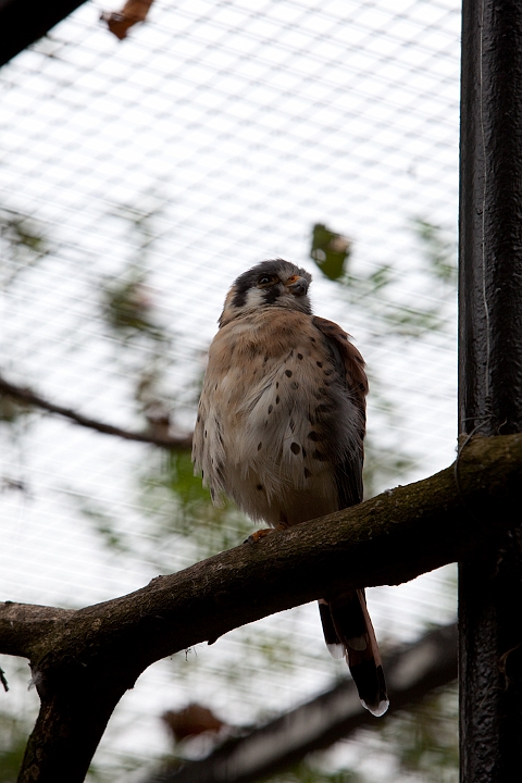 IMG_2660.jpg - Crecerelle d'amérique