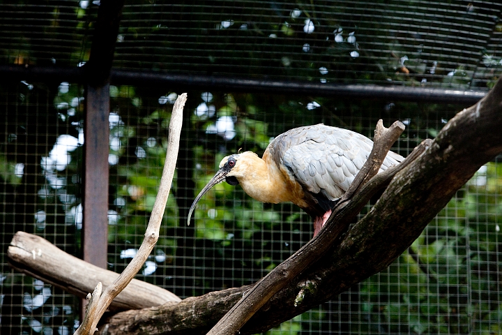 IMG_2735.jpg - Ibis à face noire