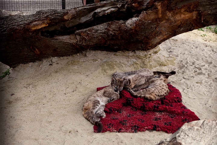 IMG_2751.jpg - Petits pumas