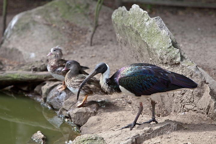 IMG_2774.jpg - Ibis d'australie