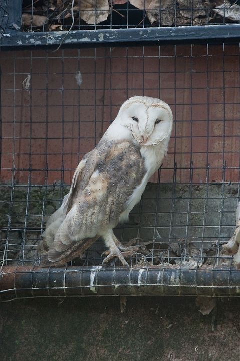 IMG_2815.jpg - Effraie des clochers