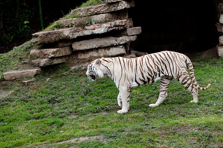 IMG_2934.jpg - Tigre blanc