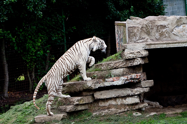 IMG_2938.jpg - tigre blanc