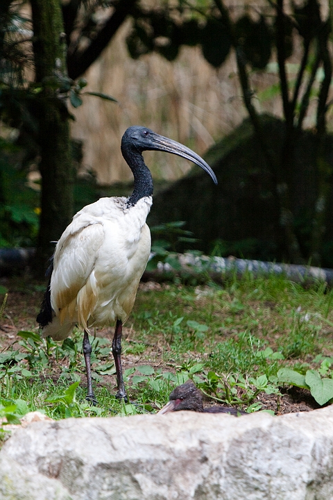 IMG_3054.jpg - Ibis sacré