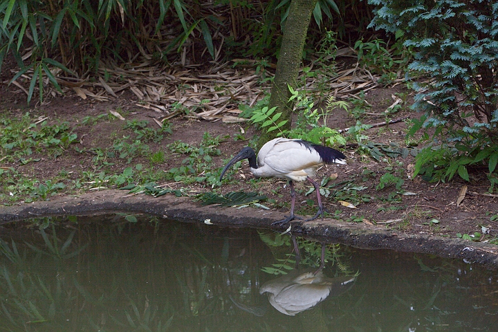 IMG_3067.jpg - Ibis sacré
