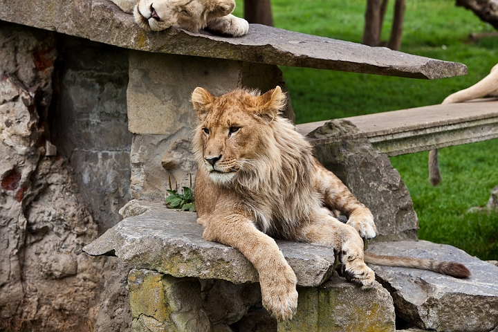 IMG_3085.jpg - Lion (blanc ?)