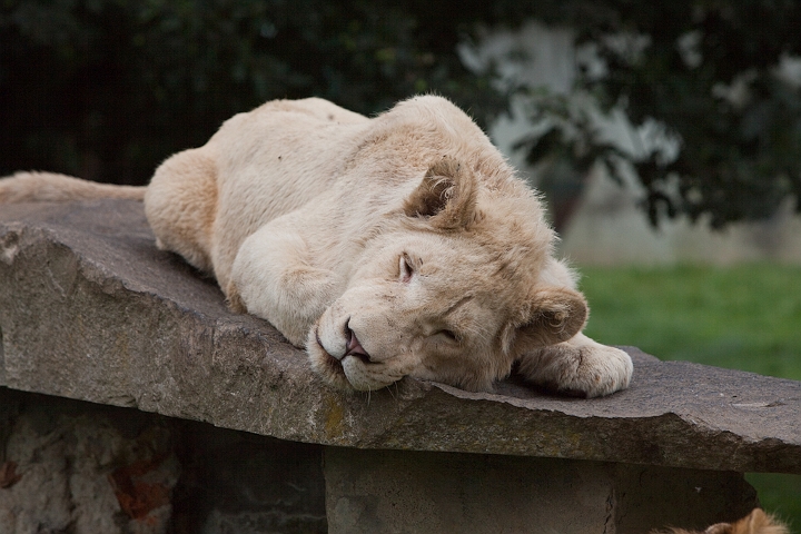 IMG_3089.jpg - lionne blanche