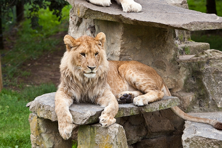 IMG_3094.jpg - lion (blanc?)