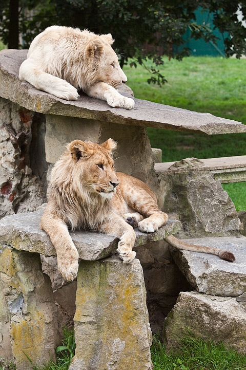 IMG_3109.jpg - lionne blanche et lion blanc