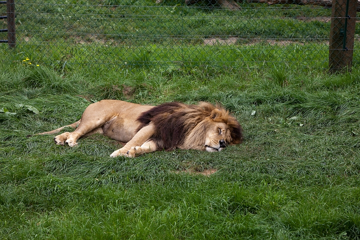 IMG_3115.jpg - Lion (d'afrique)