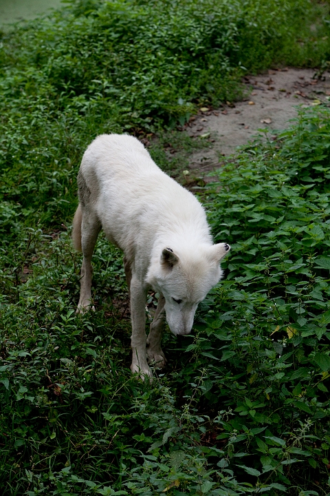 IMG_3158.jpg - Loups blanc