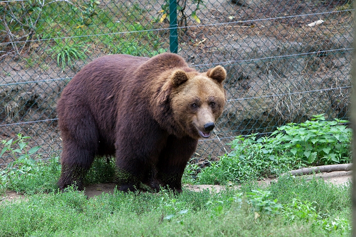 IMG_3161.jpg - Ours Brun