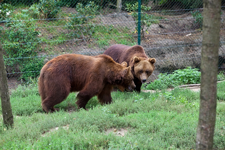 IMG_3162.jpg - Ours Brun