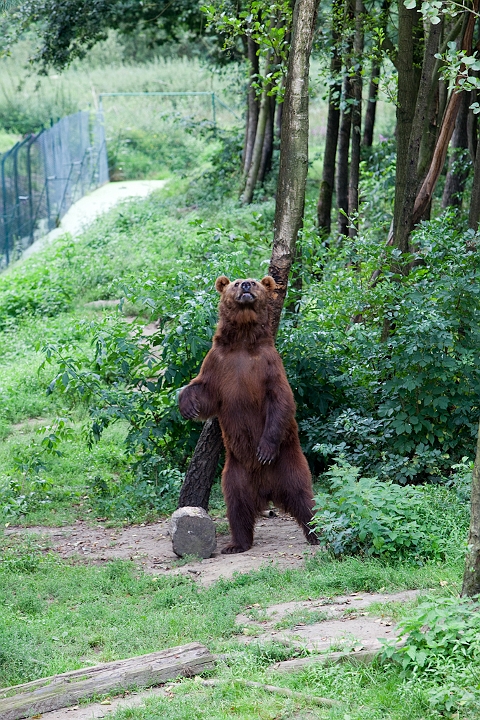 IMG_3190.jpg - Ours Brun