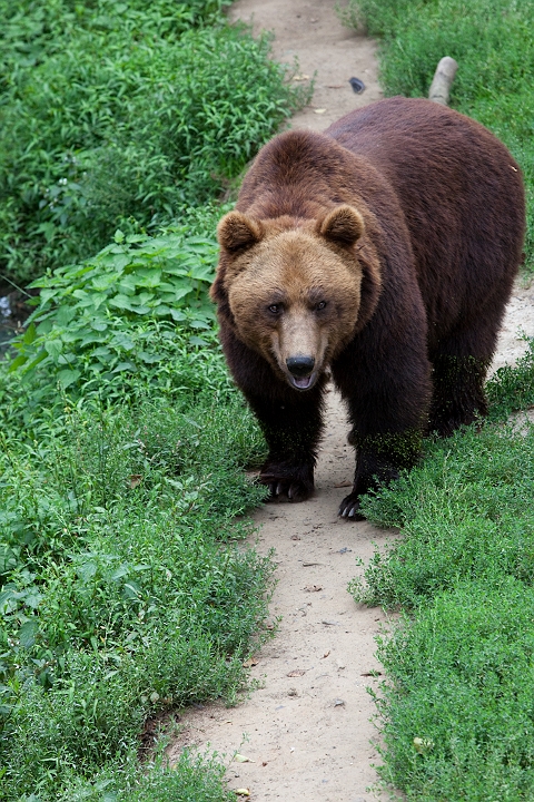 IMG_3198.jpg - Ours Brun
