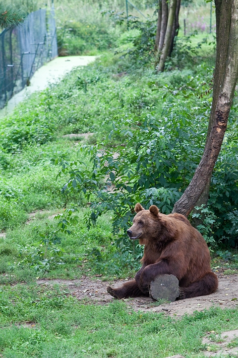 IMG_3199.jpg - Ours Brun