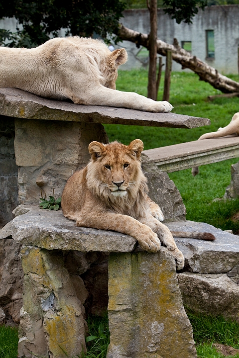 IMG_3202.jpg - lionne blanche et lion blanc