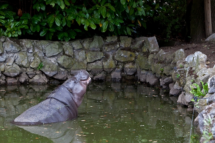 IMG_3425.jpg - Hippo nain