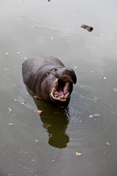 IMG_3428.jpg - Hippo Nain