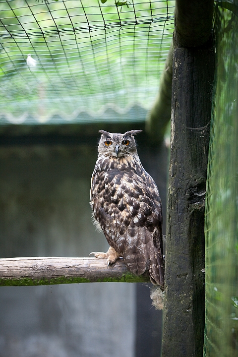 IMG_3493.jpg - Grand Duc