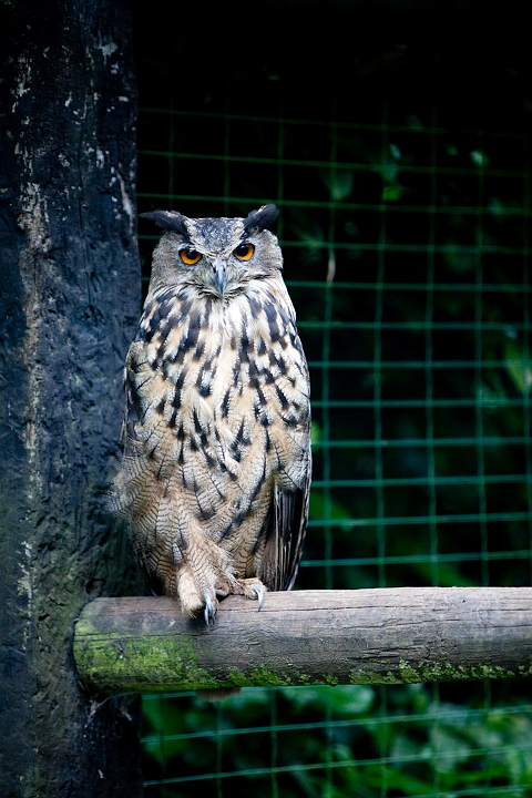 IMG_3494.jpg - Grand Duc