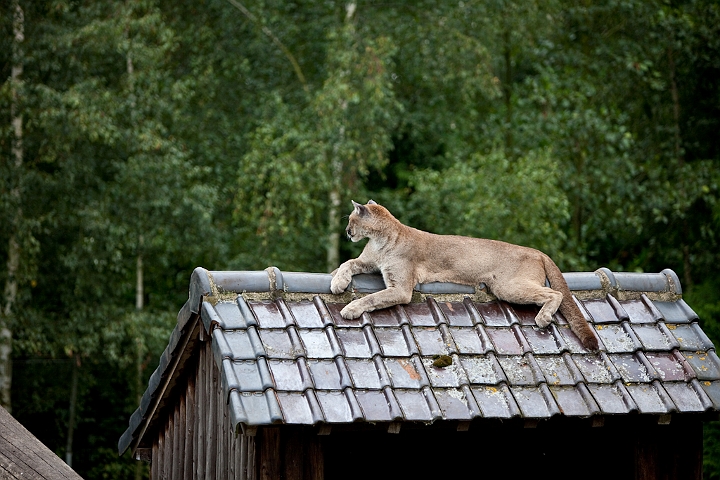 IMG_3536.jpg - Puma