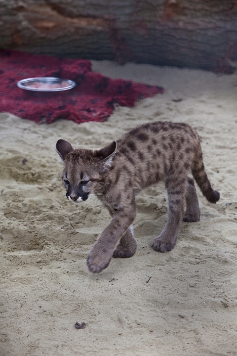 IMG_3630.jpg - bébé puma
