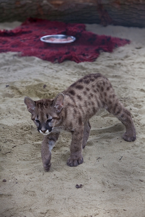 IMG_3632.jpg - bébé puma
