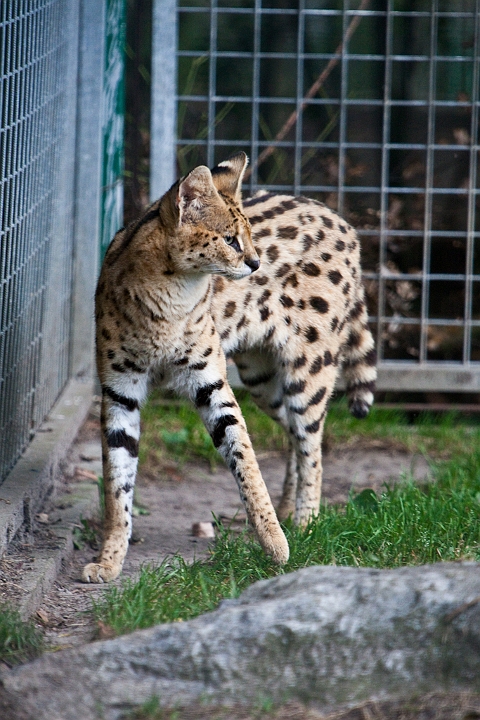 IMG_3732.jpg - serval